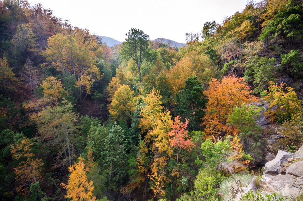 imagen descriptiva Bosques Permanentes